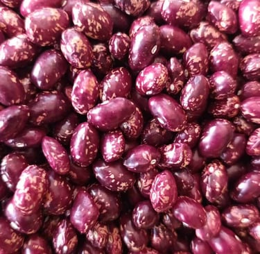 Frijol Cargamanto Rojo con pintas frescas cosecha de La Frijolera Cajamarca