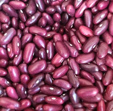 Frijol variedad Duva color púrpura rojizo sólido alto en hierro Cajamarca