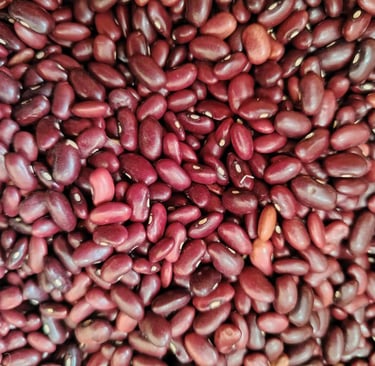 Frijol variedad Palicero grano rústico y rendidor cultivo tradicional