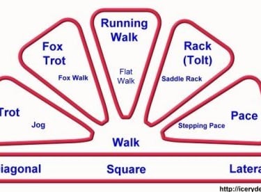 Diagram showing horse gaits from diagonal trot to lateral pace, including fox trot and running walk.