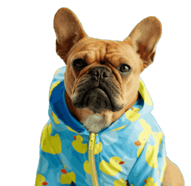 Un cachorro de bulldog francés de color arena que lleva una sudadera con capucha estampada con patitos de goma azules,.