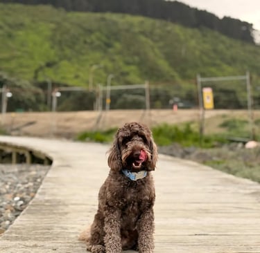 Oggy the Spoodle sitting on a Wellington walkway, Clean Planet Wellington's unofficial site visit co