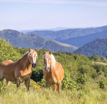 Chevaux dans la nature ardéchoise
