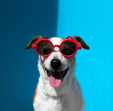 Un Jack Russell Terrier feliz con gafas de sol rojas sobre un fondo azul brillante.