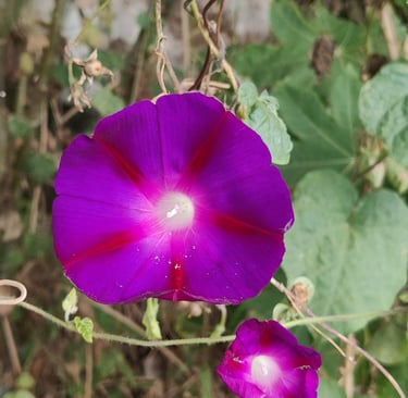 blossom like a flower, psychology, meditation, therapy, mindfulness