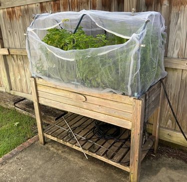 Raised garden bed planter with mesh bird netting protecting herb plants in a small sideyard