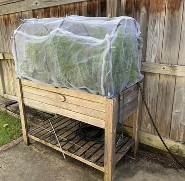 Raised wooden garden bed with garden netting protecting herbs from pest and harsh afternoon sun.