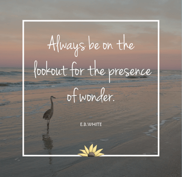 Always be on the lookout for the presence of wonder. EB White