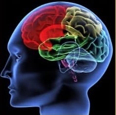 Side view illustration of a human head showing colorful brain lobes and anatomy.