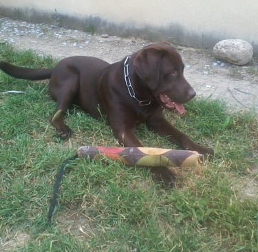 Guardería de día para perros