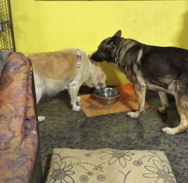 Guardería de día para perros