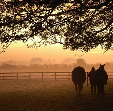 Horses at Dawn