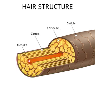 curaphy hair structures 