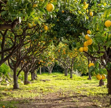Citronnier du Ceylan