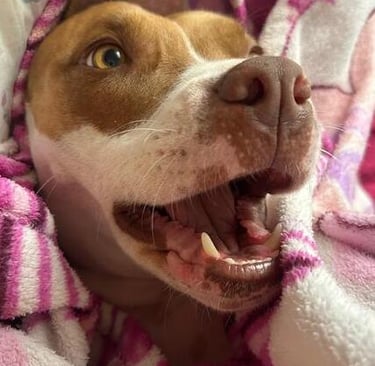 Un feliz perro pit bull marrón y blanco sonriendo mientras está envuelto en una acogedora manta rosa