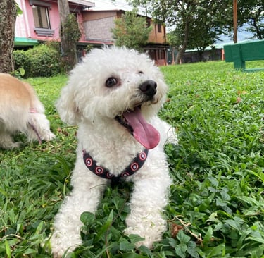 perrito feliz