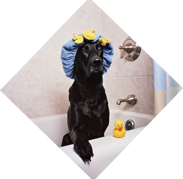 a Labrador retriever getting a bath to reduce shedding