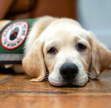 emotional support Labrador puppy in training