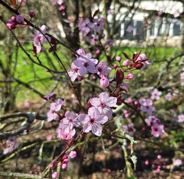 fleur jardin domaine du clody
