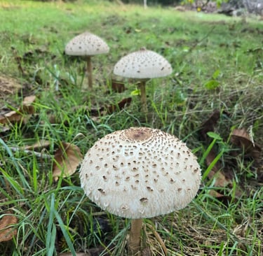 champignon parc jardin