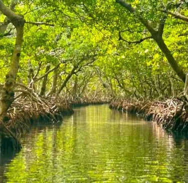 Mangrove Tour Roatan