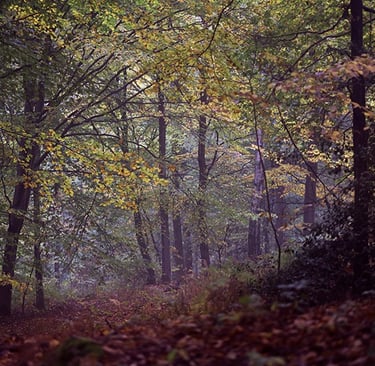 a forest scene with a bench and a bench in the foreground