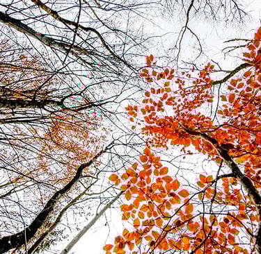 a tree with leaves on it and a sky background