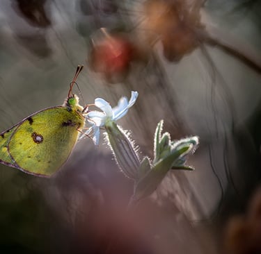 a butterfly butterfly on a flower with a blurry background