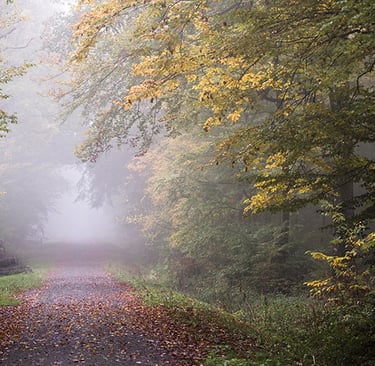 a path way through a forest with a bench and umbrella