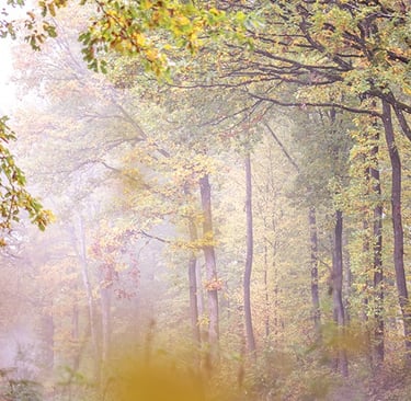 a bench with a bench and a bench in the background