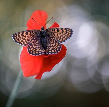 a butterfly butterfly on a red flower