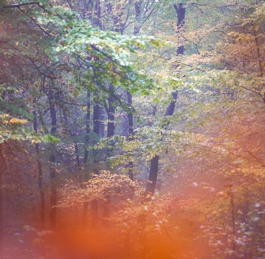 a forest scene with a bench and a bench in the foreground
