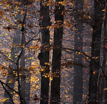 a bench with a bench and a bench in the background
