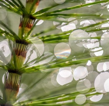a pine tree with a rainbow in the background