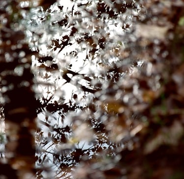 a bird flying over a tree with a bird in the background