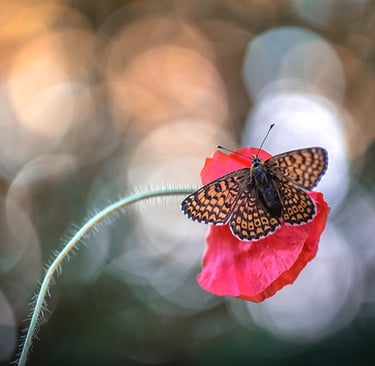 a butterfly butterfly on a flower with a blurry background