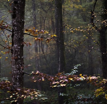a forest scene with a bench and a bench in the foreground