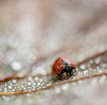 a ladybug ladybug ladybug ladybug ladybug