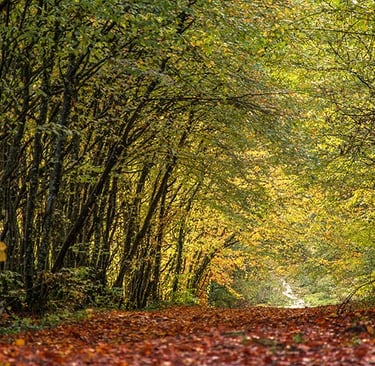 a road with a dirt road and trees in the background