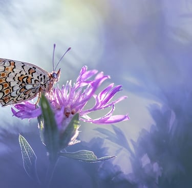 a butterfly butterfly on a flower in a field
