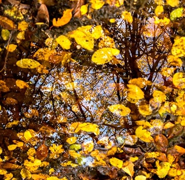 a tree with leaves and leaves on it