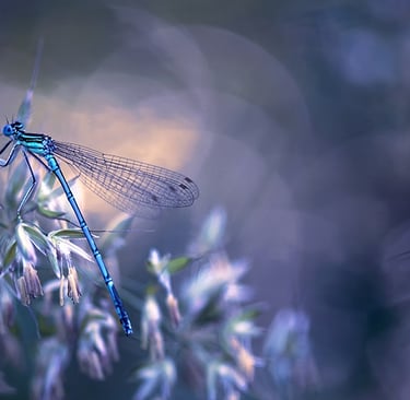 a dragonfly dragonfly resting on a plant