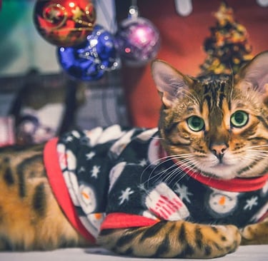 Un gato Bengal manchado con un suéter festivo de muñeco de nieve posa frente a los adornos del árbol