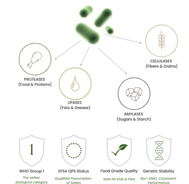 Bacillus strains and enzymes probiotic cleaning: proteases, amylases, lipases, cellulases