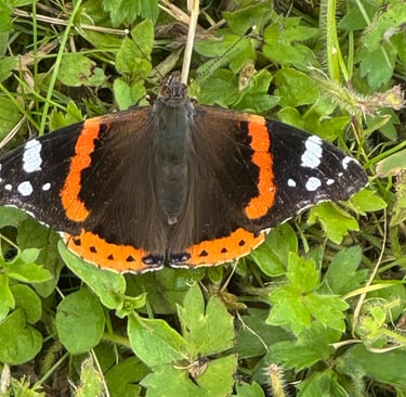 Red admiral butterfly spotted on Old Brickfield butterfly survey