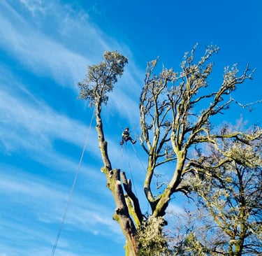 Large Holm Oak being felled safely