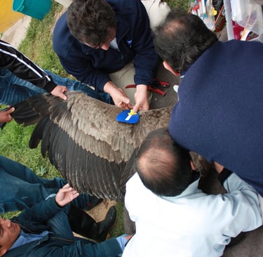 Orlando Feliciano placing wing tag on Andean condor, El Cocuy, Colombia, 2013