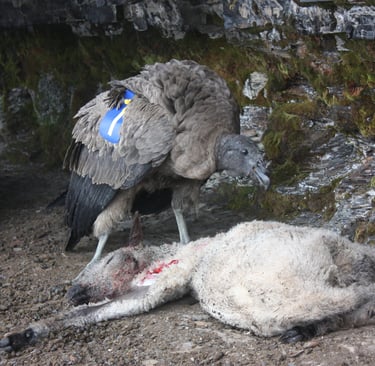 Andean condor by rocks before first release, El Cocuy National Park, 2013