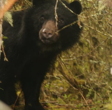 Andean bear (Tremarctos Ornatus) peeking through trees, El Paramo Nature Reserve.