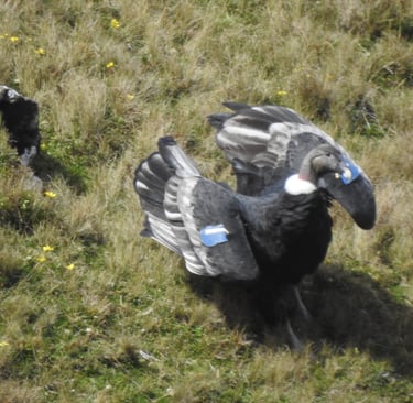 Andean condor on the ground with blue wing tags, spotted 13 years after its release.